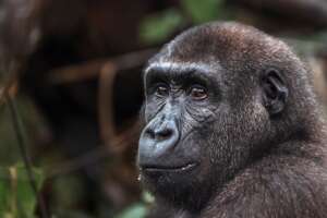 Your support helps elevate the welfare of gorillas