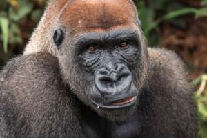 PASA is caring for gorillas and protecting habitat