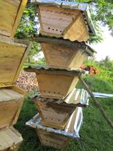 The ten hives constructed