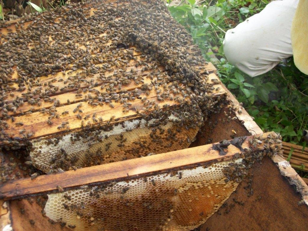 BEE HIVES FOR RURAL FARMERS TO EDUCATE THEIR KIDS