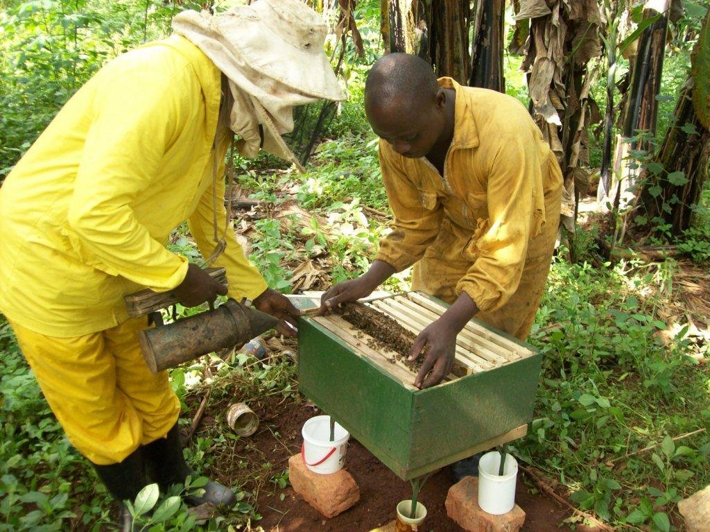 BEE HIVES FOR RURAL FARMERS TO EDUCATE THEIR KIDS