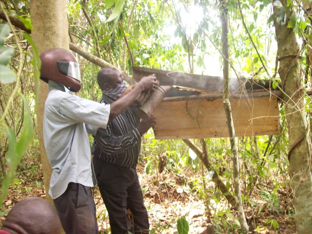 BEE HIVES FOR RURAL FARMERS TO EDUCATE THEIR KIDS