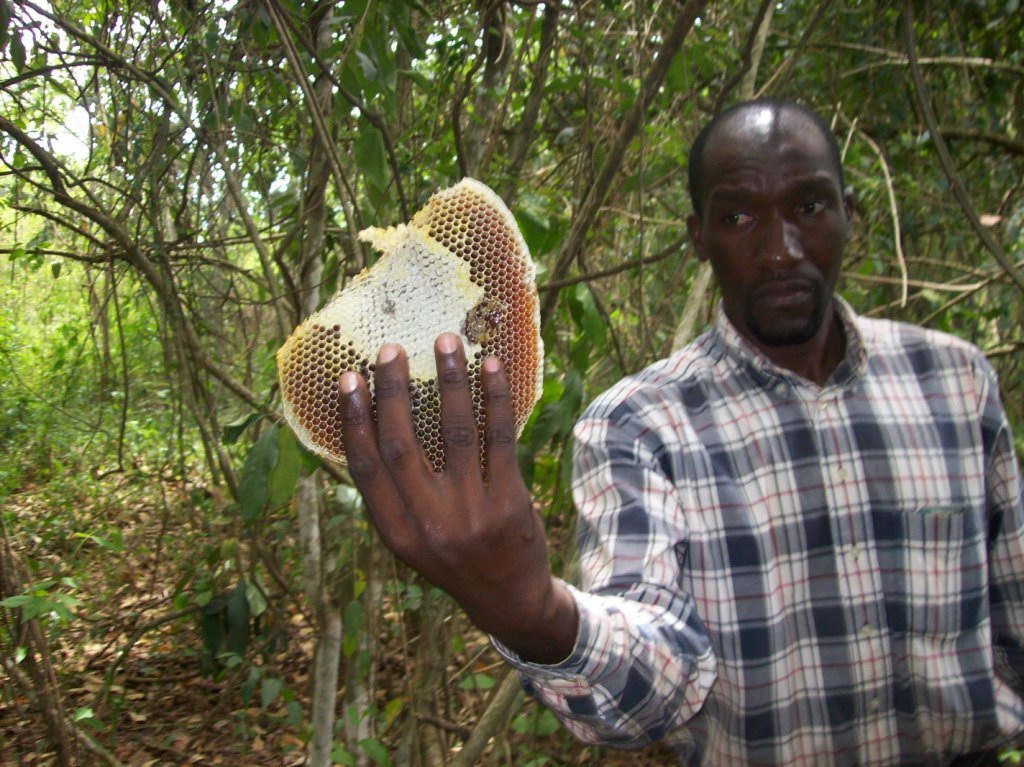 BEE HIVES FOR RURAL FARMERS TO EDUCATE THEIR KIDS