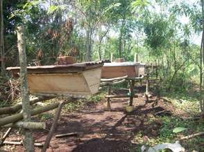 KIRUCODO Bees in Kikandwa Village