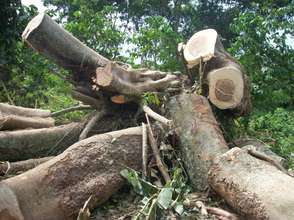 Tree cutting for charcoal and Firewood selling