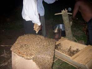Transferring a bee colony into a KTB Hive
