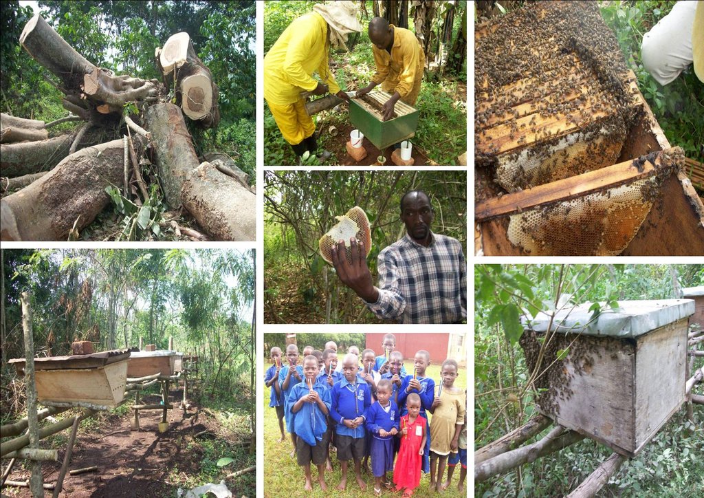 BEE HIVES FOR RURAL FARMERS TO EDUCATE THEIR KIDS