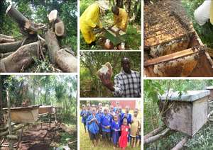 BEE HIVES FOR RURAL FARMERS TO EDUCATE THEIR KIDS