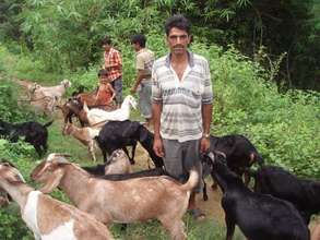 Small Ruminant Promotion