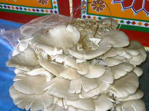 High Value Crop Promotion