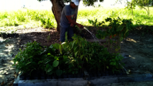 200 Guaba Seedlings