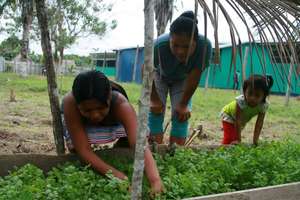 Cultivating Cilantro