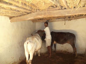 Khudiram feeding his cows