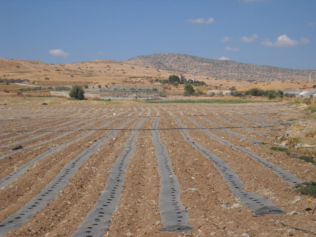 Help Palestinian Farmers Grow & Export Their Crops