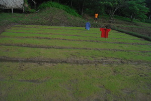 Rice seedling and planting