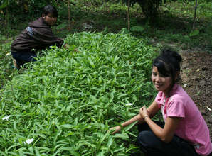 Kik (left) and Mai weeding Morning Glory