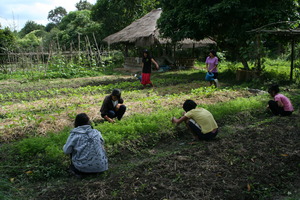 Newly planted veggie patch