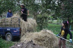 Unloading rice waste to be used as mulch