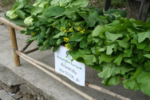 Monsaengdao organic greens