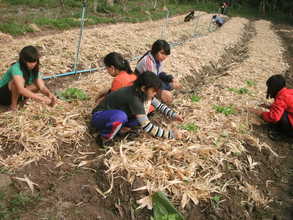 Organic vegetable growing