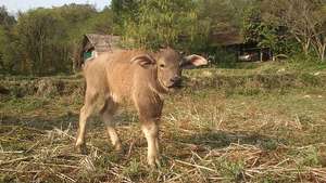 Baby buffalo Mon