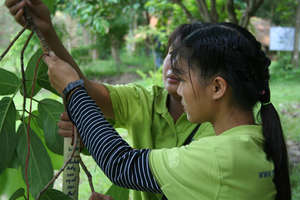 Monsaengdao Wish Tree