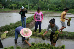 Young rice ready to plant
