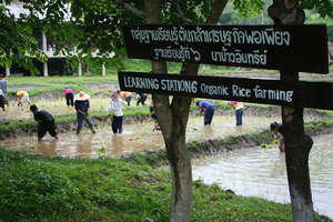 Monsaengdao's rice field