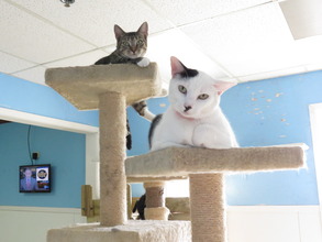 up close and personal in the cat room