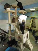 cat tree