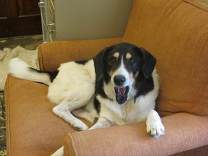 Boomerang the office dog