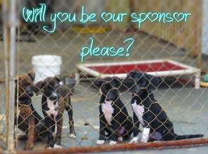 pups posing for our new sponsor program