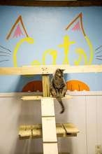 Cat surveying the splendor of his room