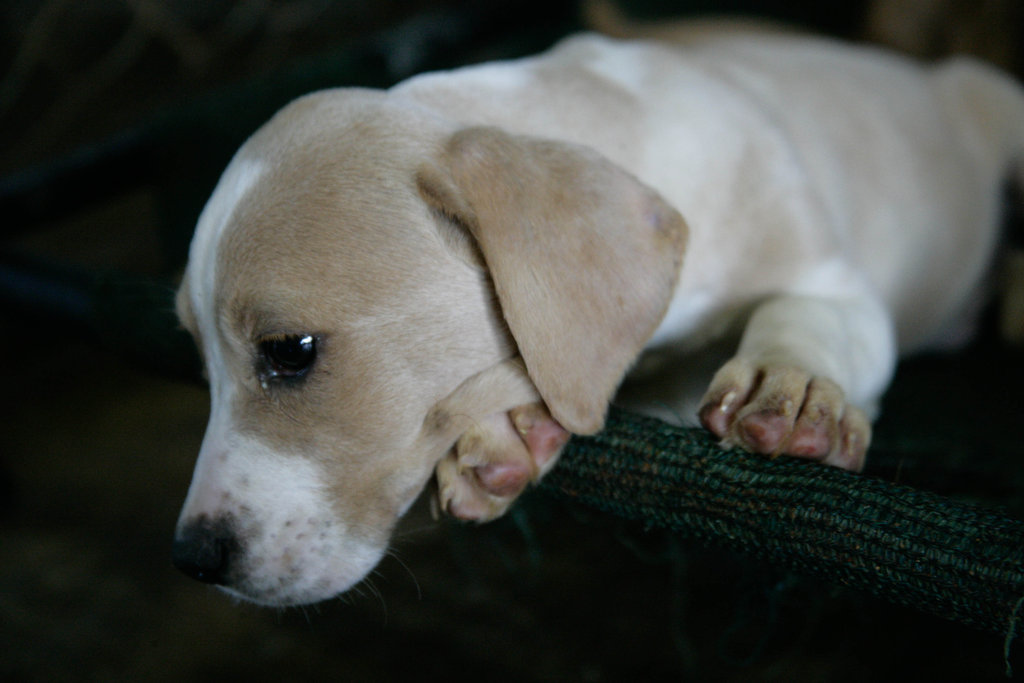 Give Me Shelter