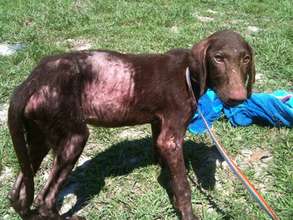 Tucker the day he was rescued