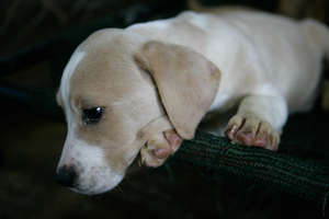Puppy awaiting adoption