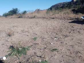 Mrs. Sibanda's Corn Field