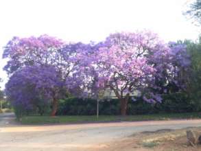 Jacaranda Trees