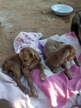 The New Twins