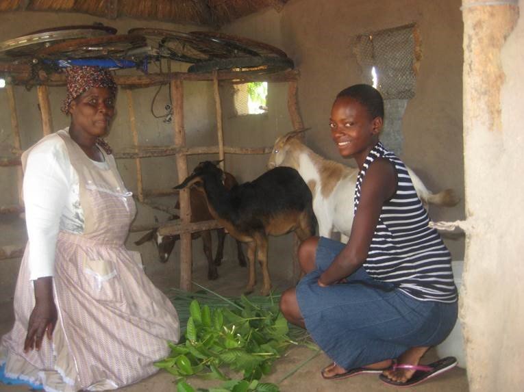 Livestock for 300 Orphan Families in Zimbabwe
