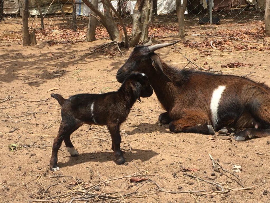Livestock for 300 Orphan Families in Zimbabwe