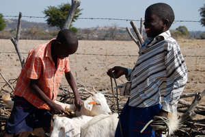 Receiving Goats