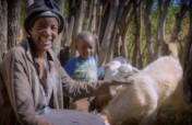 Livestock for 300 Orphan Families in Zimbabwe