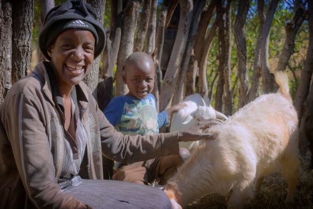 Livestock for 300 Orphan Families in Zimbabwe