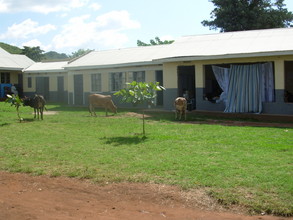 Cows grazing next to Women's Workshop and computer lab.