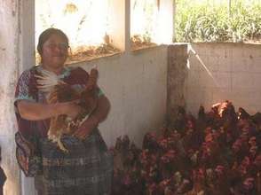 APROSADSE Chickens