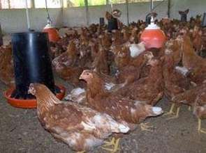 Chicks at 14 weeks old