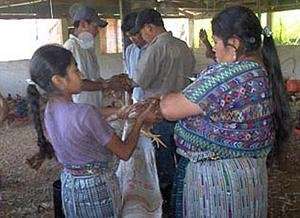Chickens being vaccinated