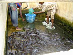 Fish Cultivation