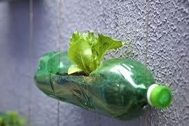 Hydroponics for Nicaraguan young entrepreneurs